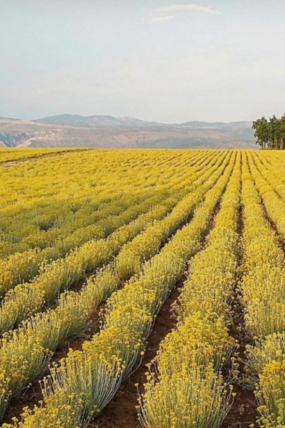 Бессмертник песчаный засаженное поле
